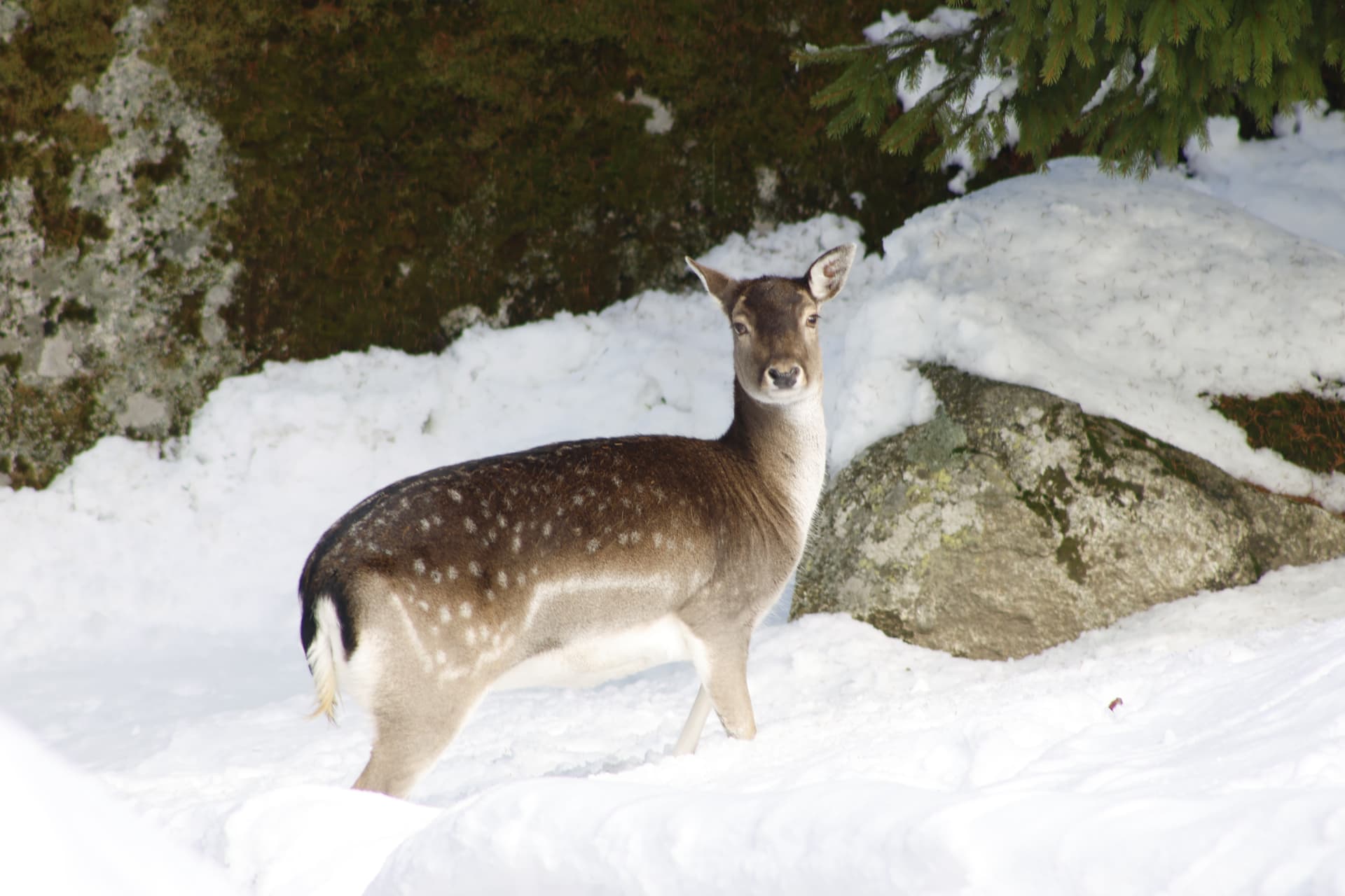 Laura, daine tachetée, debout dans la neige