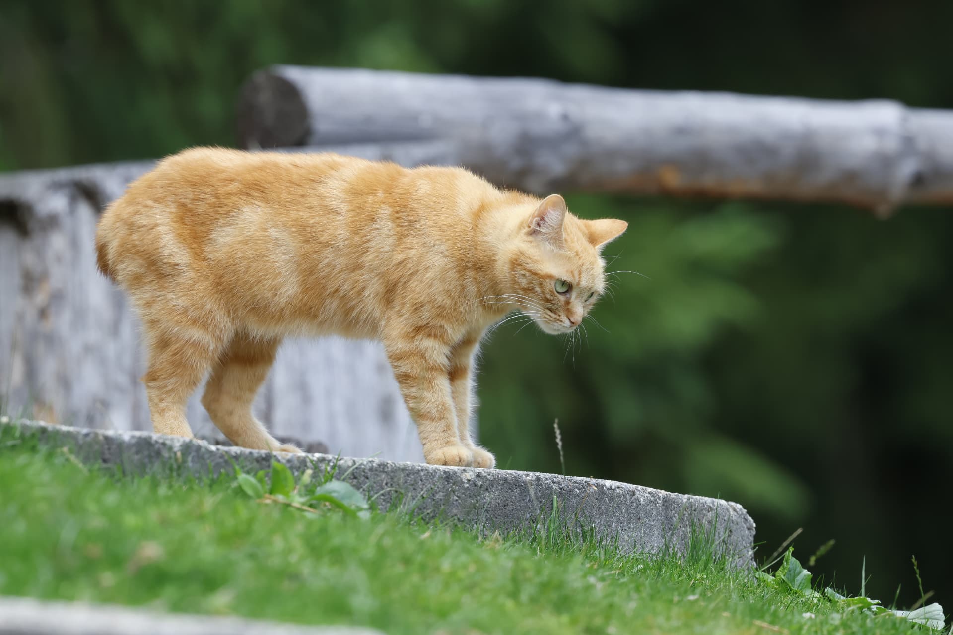 Noëlle, petite chatte rousse, marchant dehors