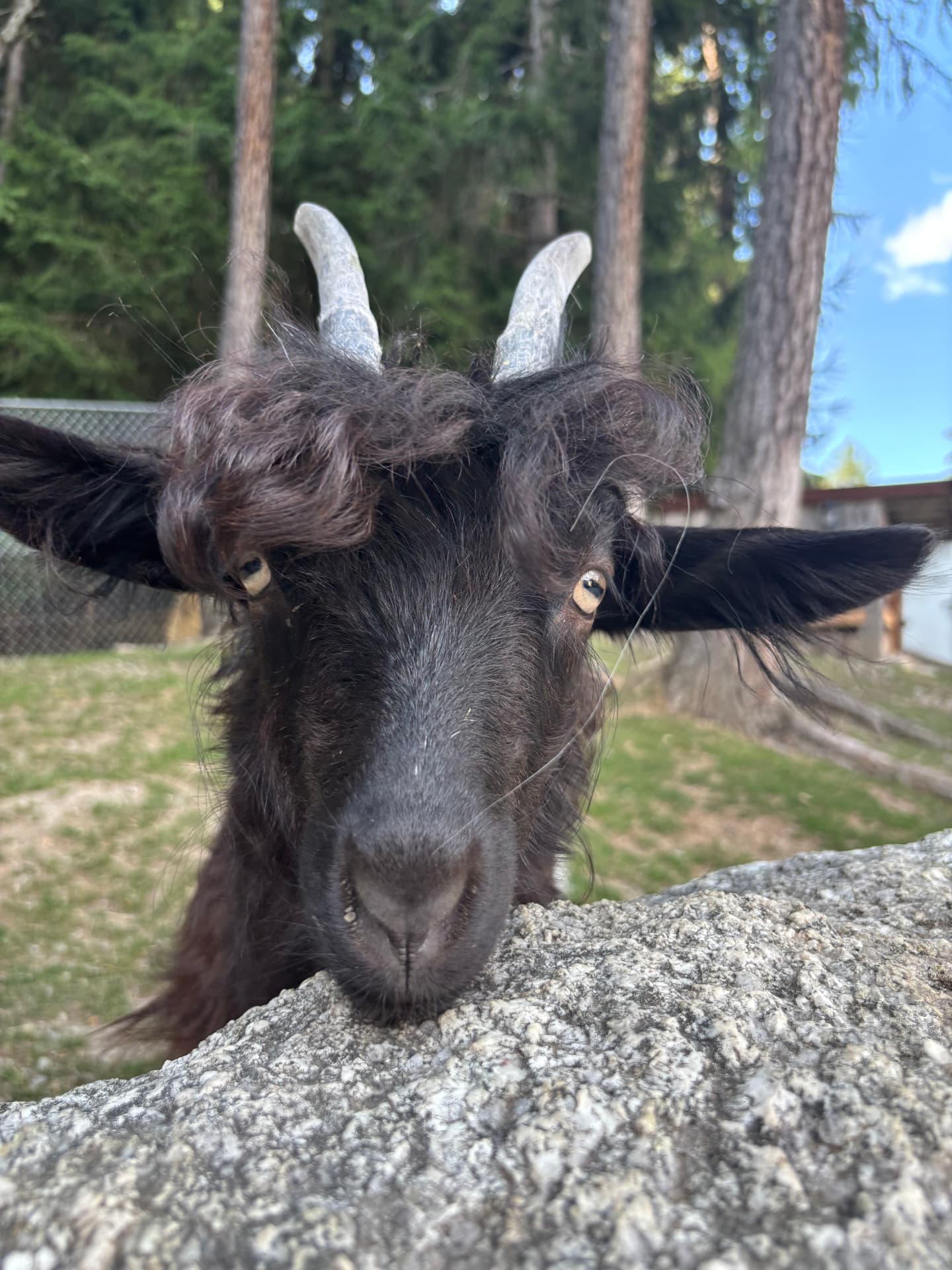 Janice, chèvre noire, en portrait rapproché