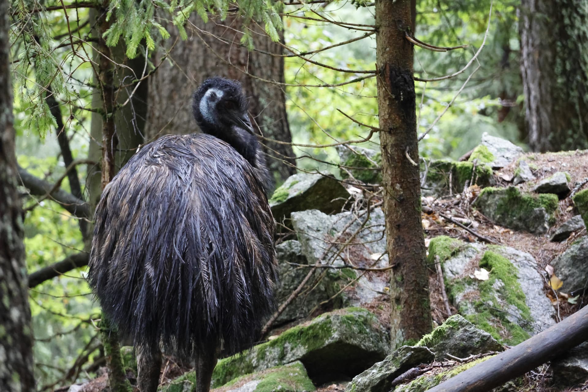 Priscilla, émeue australienne, dans la forêt