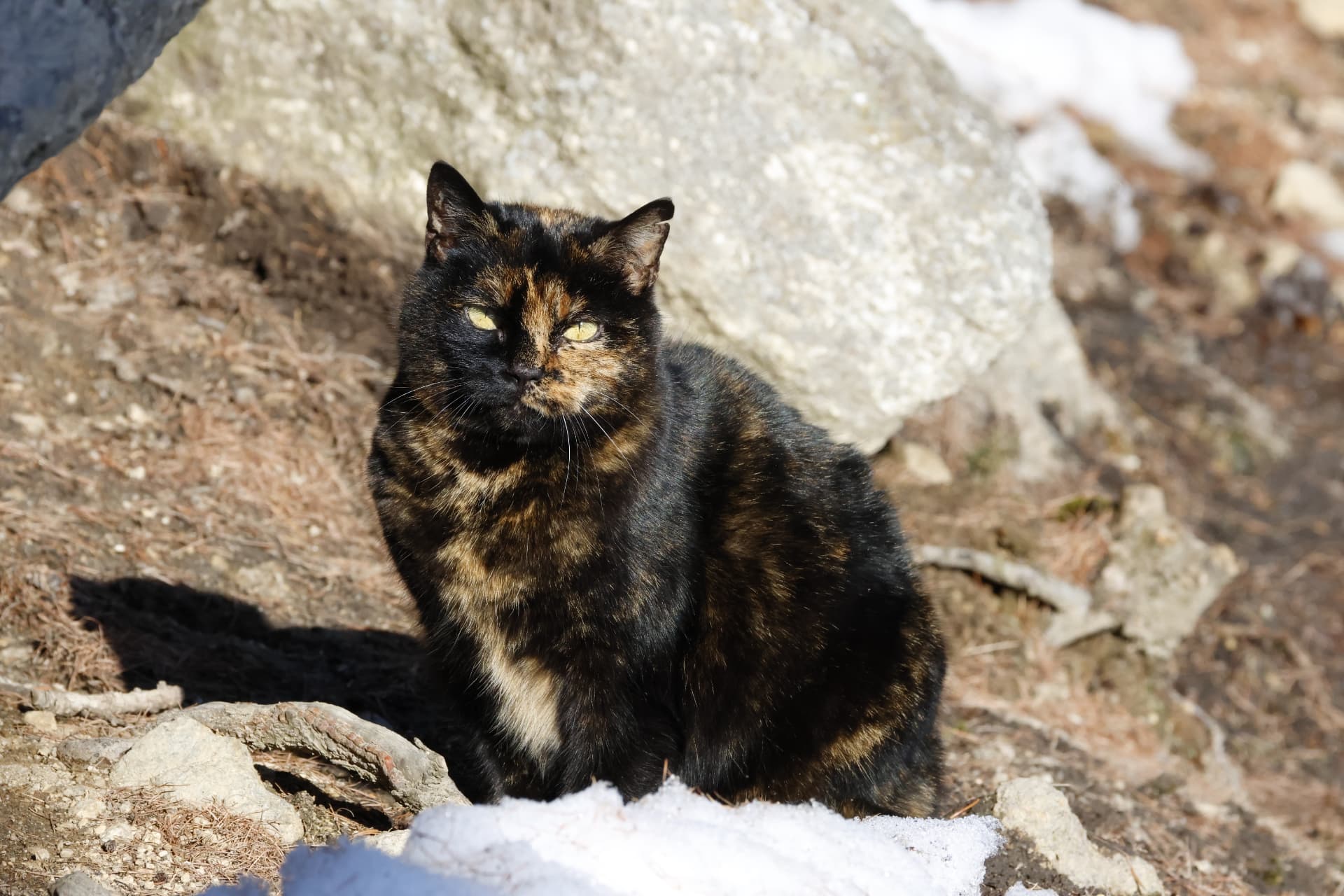 Mamie, chatte libre écaille de tortue, près des rochers