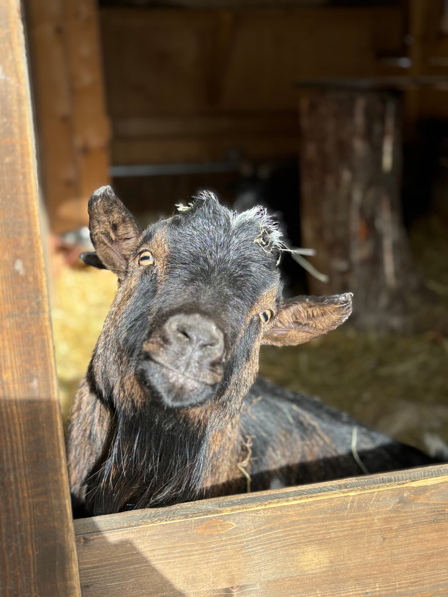 Diego, chèvre noire, passant la tête par la fenêtre de son abri