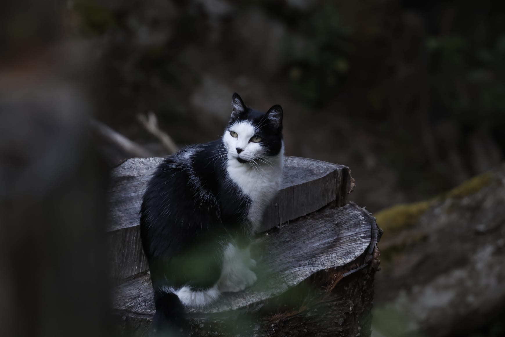Elie, chatte noire et blanche, posée sur une souche