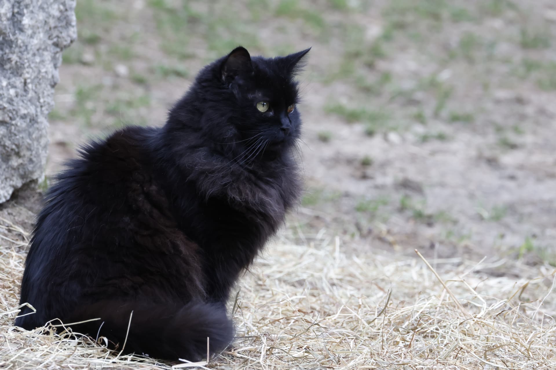 Sarah, chatte noire à poils longs, installée dehors