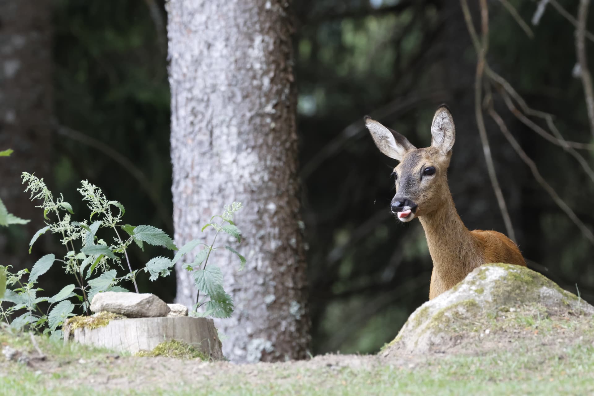 Betty, chevrette, près des arbres du domaine