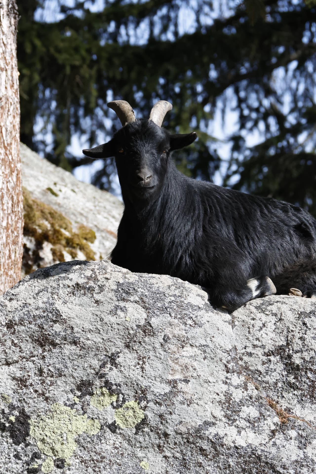 Jack, chèvre noire, installé sur un rocher