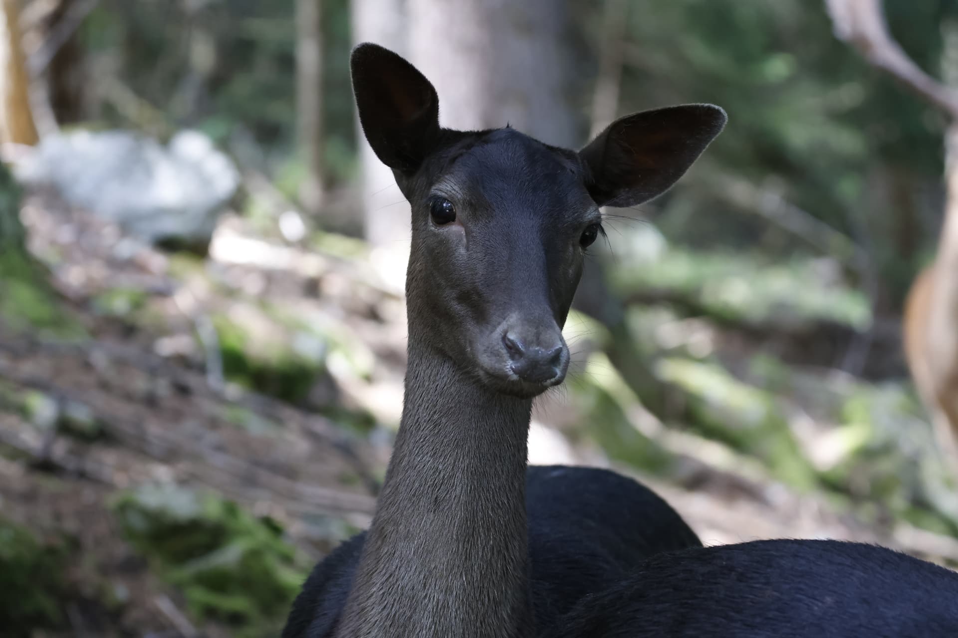 Eve, jeune daine au pelage sombre, dans la forêt