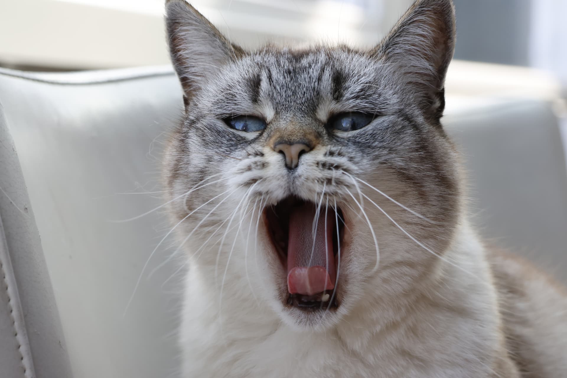 Francine, chatte blanche et grise aux yeux bleus