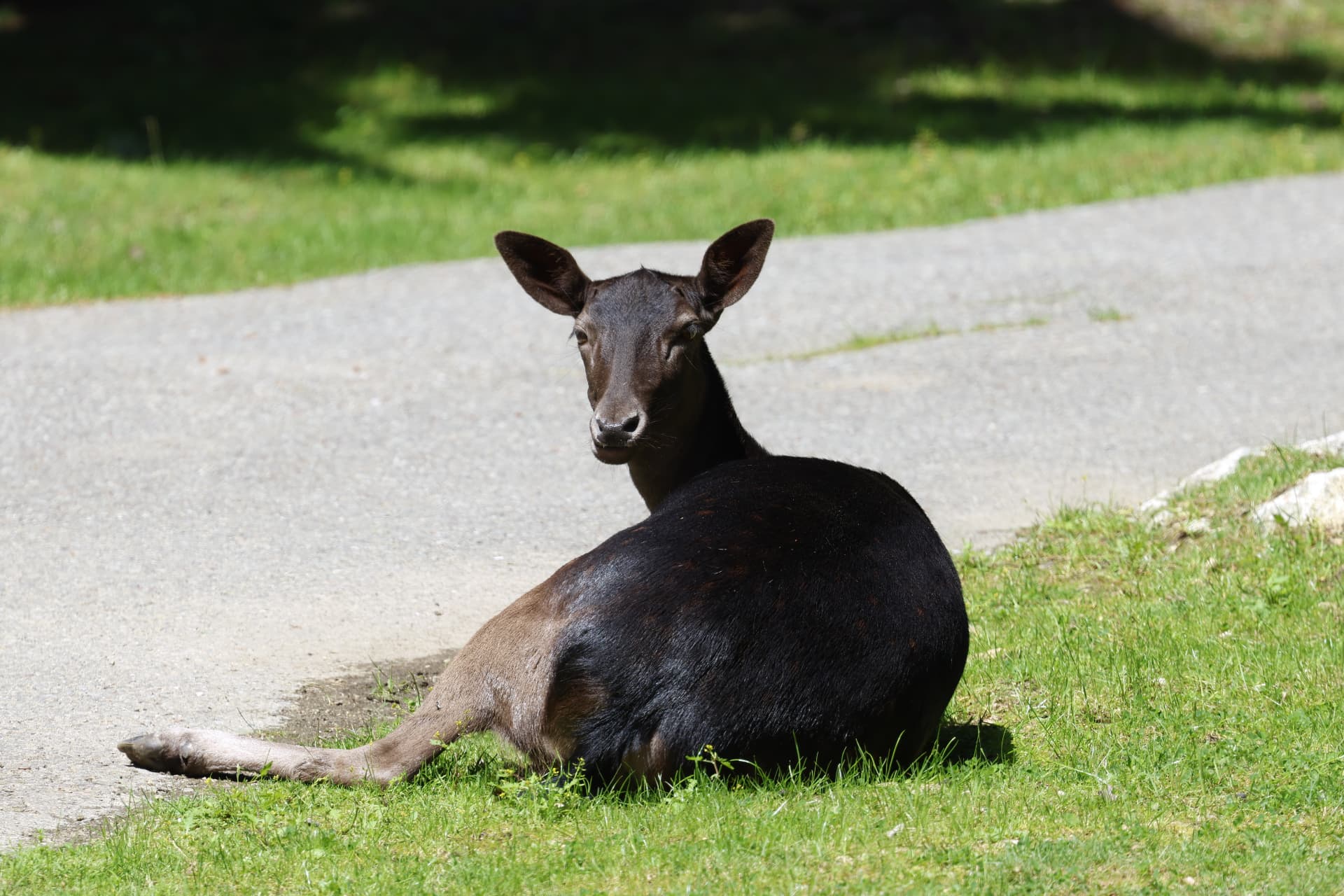 Laetitia, daine au pelage sombre, couchée dans l'herbe