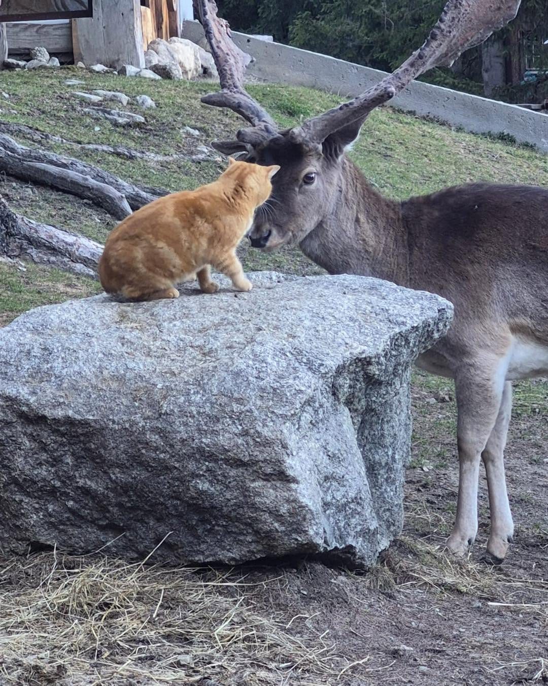Un chat roux couché sur un rocher à côté d'un daim