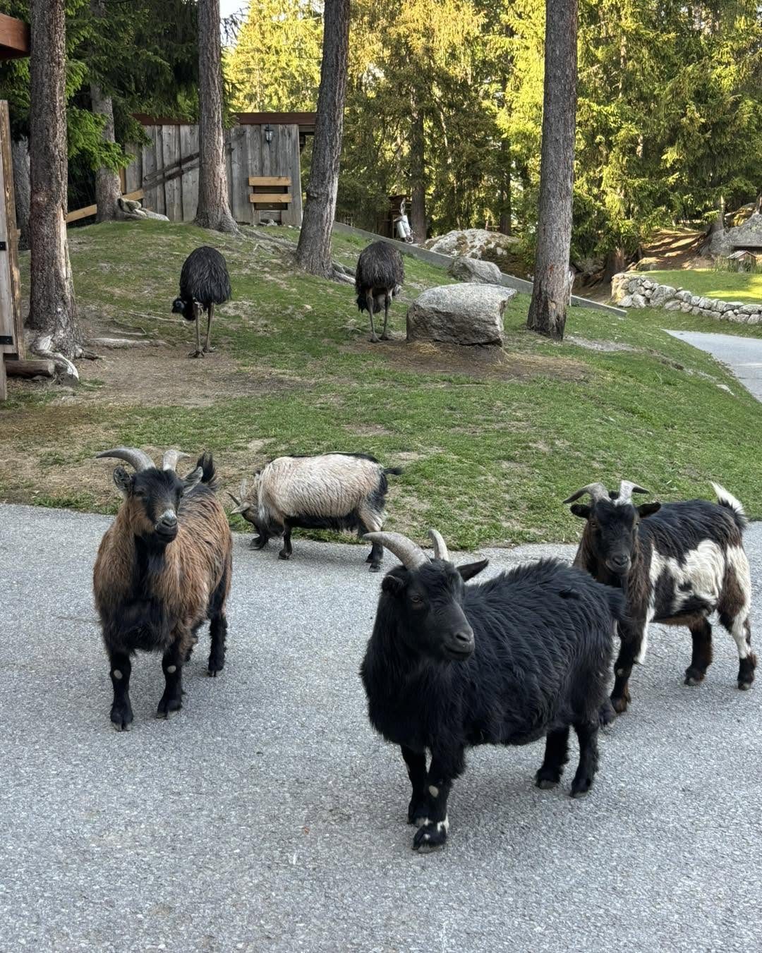 Le groupe de chèvres du domaine sur la route