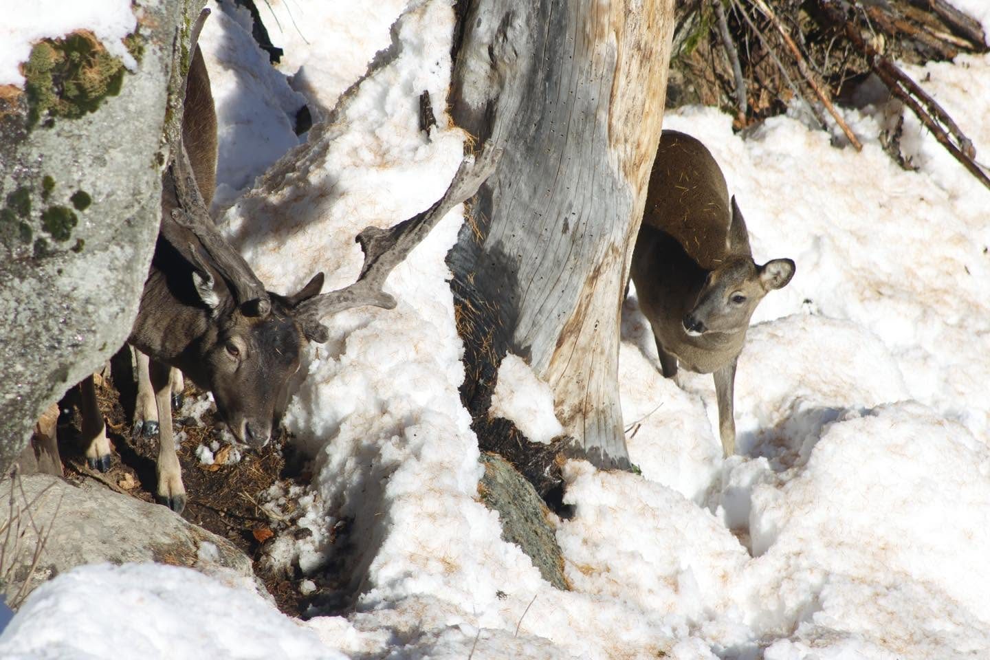 Groupe de daims dans la neige au domaine de Wild Heaven