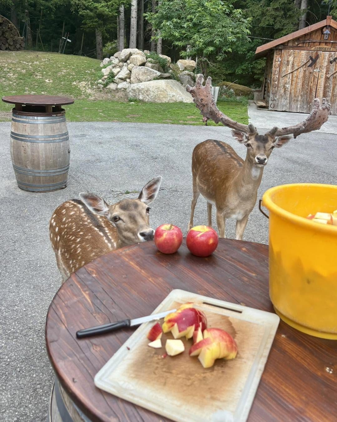 Deux daims mangeant des pommes posées sur une table en bois