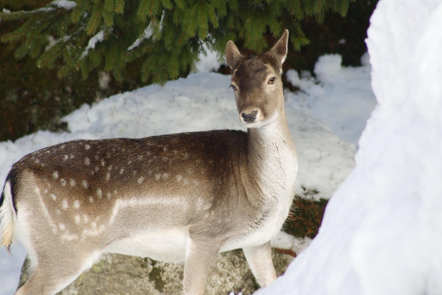 Daine tachetée debout dans la neige