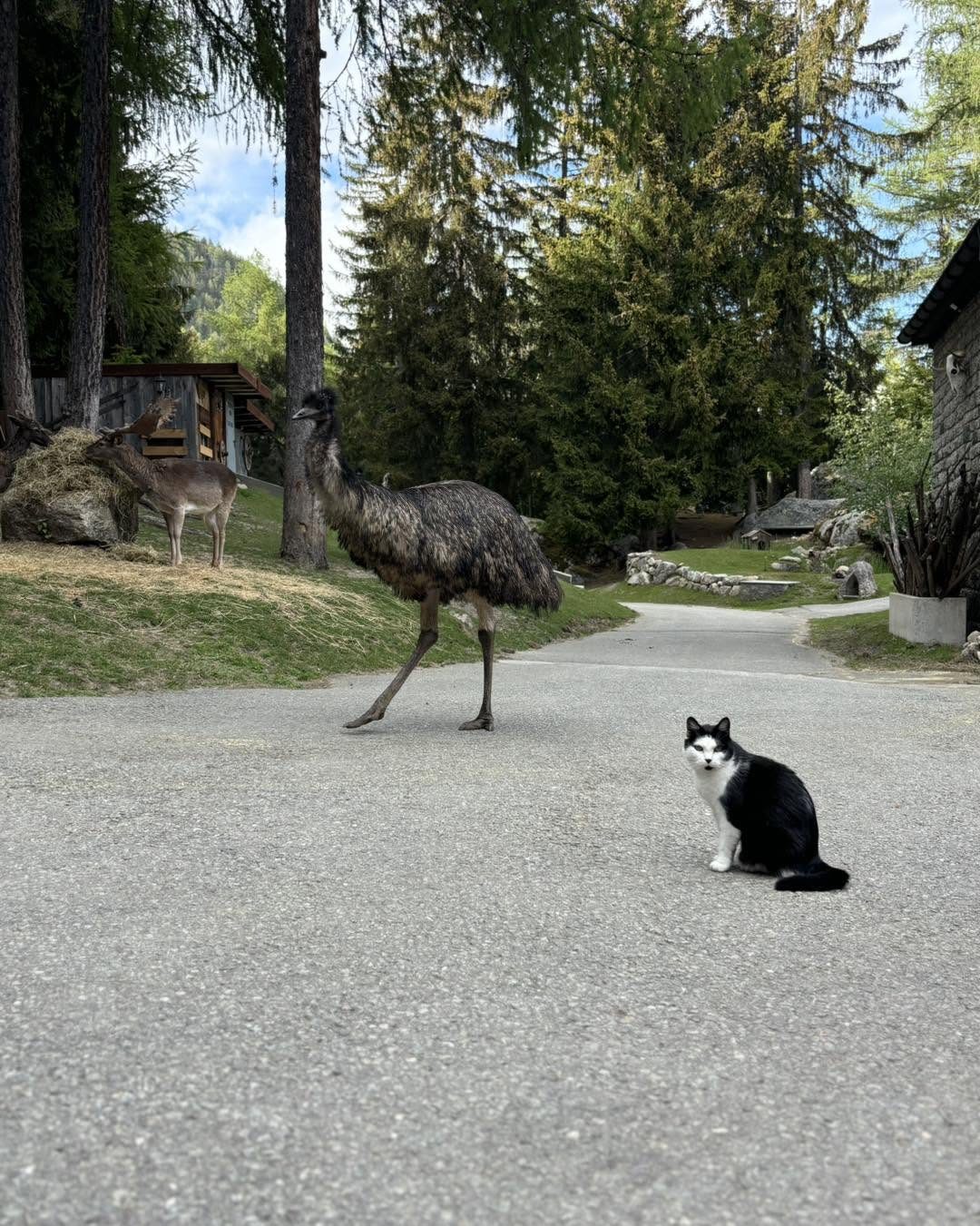 Un émeu et un chat noir et blanc face à face sur la route du domaine