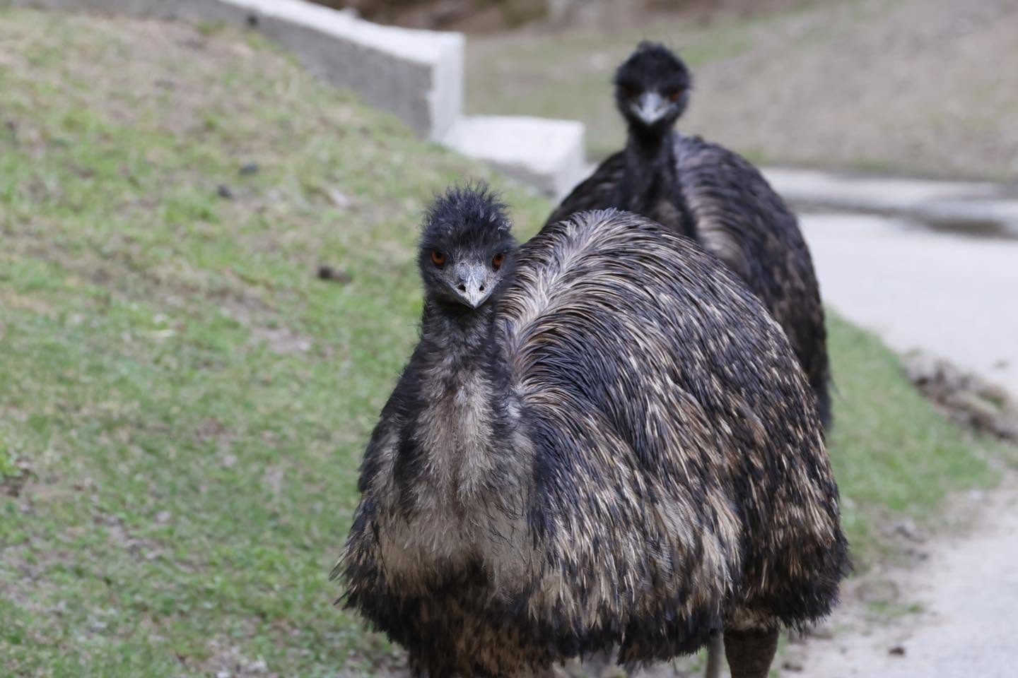Portrait rapproché des deux émeus du domaine