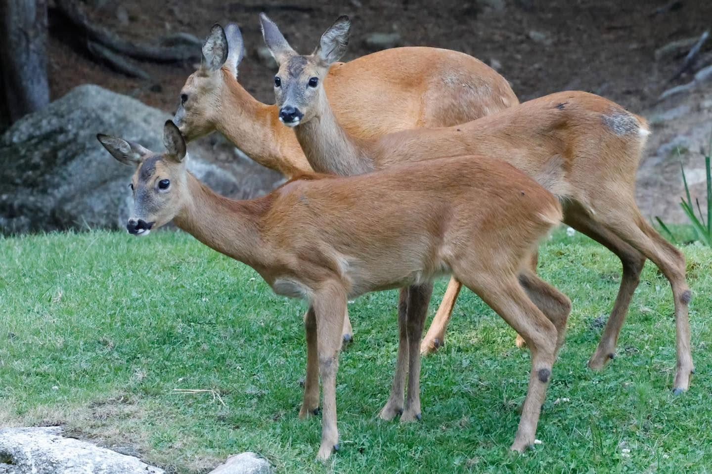 Trois chevreuils de la famille de Gabrielle dans l'herbe