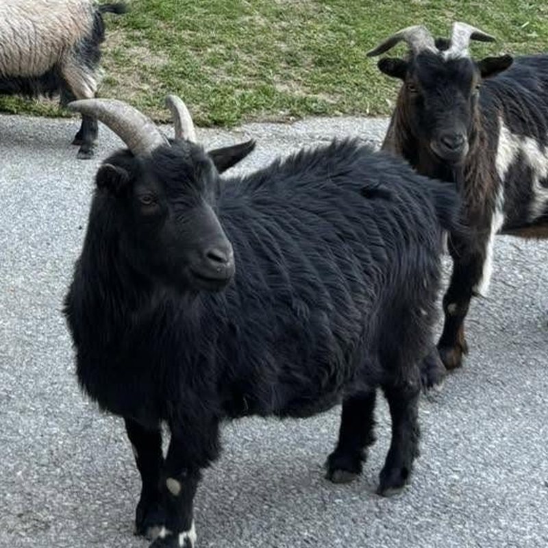 Jack, chèvre noire à longs poils, sur la route du domaine